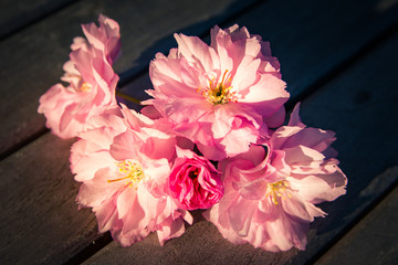 Blossoms of a Japanese Cherry Tree - Sakura Tree