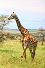 giraffe in the savannah