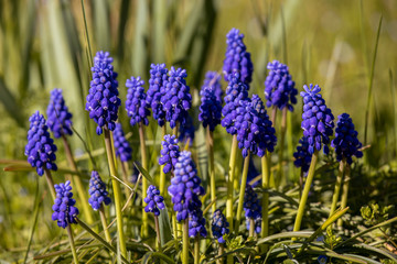 Obraz premium Blue flowers Muscari or murine hyacinth buds and leaves. Viper bow