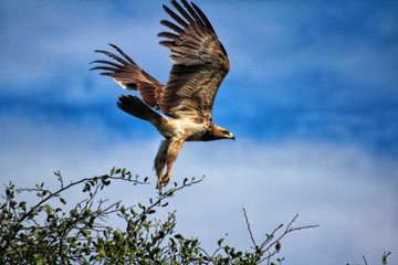 eagle in flight