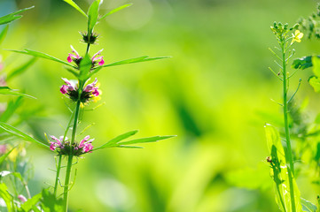 Leonurus sibiricus, Common Motherwort Herb, honeyweed or Siberian motherwort, is an herbaceous plant species native to China, Mongolia, and Siberia. It is used as an alternative to marijuana.