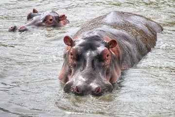 hippopotamus in the river