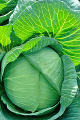 Green cabbage in growth at vegetable garden