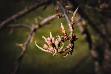 Blossoms of a Pear Tree in Spring