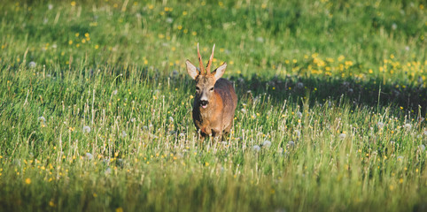 deer in the grass