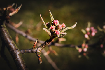 Blossoms of a Pear Tree in Spring