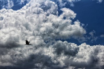 Bird sky