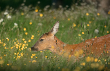 deer in the grass