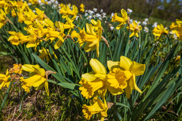 Obraz premium Flowering flowers narcissus. A natural sunny beautiful spring look.