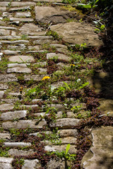 Löwenzahn wächste aus einem gepflasterten Weg heraus