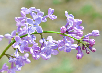 Lilac blossom in spring scene. Spring blooming lilac flowers. Lilac flowers