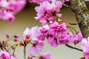 Branch of Prunus Kanzan cherry with pink double flowers and red leaves, close up.