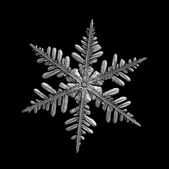 Snowflake isolated on black background. Macro photo of real snow crystal: elegant stellar dendrite with hexagonal symmetry, glossy surface, intricate inner details and six flat, complex arms.