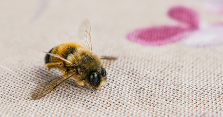 selective focus on bee on the table