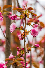 Branch of Prunus Kanzan cherry with pink double flowers and red leaves, close up.