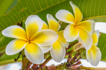 Fototapeta premium Frangipani Flowers in the Garden