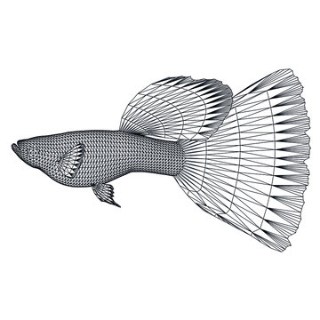 wireframe guppy fish, side view clip art preview