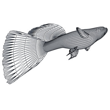 recommend clip art: Blue grass guppy fish polygonal lines illustration. Abstract vector angel fish on the white background