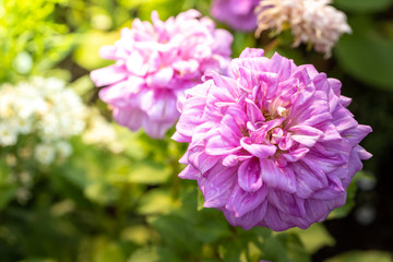 The background image of the colorful flowers