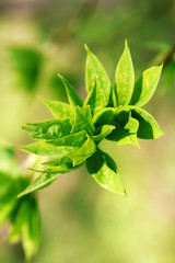 Fototapeta premium Close up of little green leaf of tea. Tea Leaf. Leaves Green