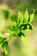 Close up of little green leaf of tea. Tea Leaf. Leaves Green