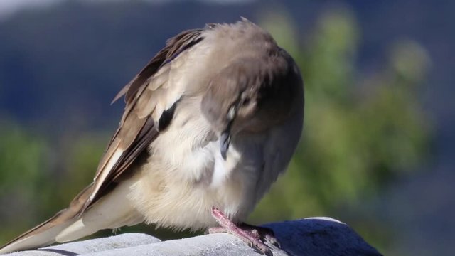 Close up da rolinha-picui  (Columbina picui)