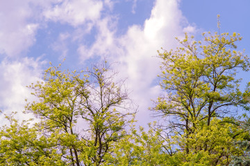 Wallpaper with yellow flowers on the blue sky with  clouds