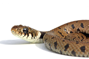 crawling snake isolated on a white background