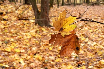 autumn leaves on the tree