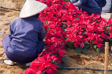 gardeners plant red flowers on a flowerbed in a city park