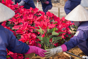 gardeners plant red flowers on a flowerbed in a city park