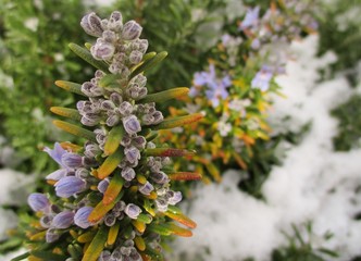 Rosemary flowers in bud in winter