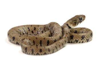 crawling snake isolated on a white background