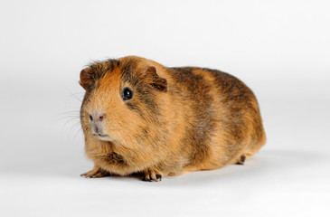rodent closeup on a white background, pet guinea pig