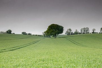 A green field of wheat surrounding a single tree with tractor tracks or tractor lines