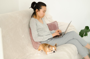 Asian woman dressed in grey shirt and trousers. Young Asian woman working from home while sitting on a sofa. Korean girl using laptop. Girl holding her chihuahua dog