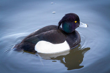 A Tufted Duck in Kelsey Park