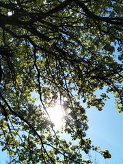 sky and tree