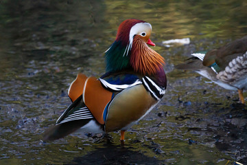 Beautiful and Colourful Mandarin Duck in Kelsey Park