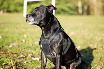 Staffordshire bull terrier