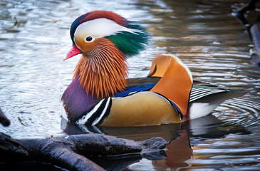 Beautiful and Colourful Mandarin Duck in Kelsey Park