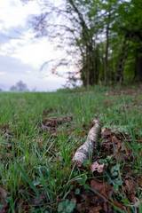 Wald Stock allein Gefühl Wiese Waldrand Verlassen 