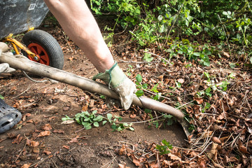 Man shovelling garden waste leaves with a shovel