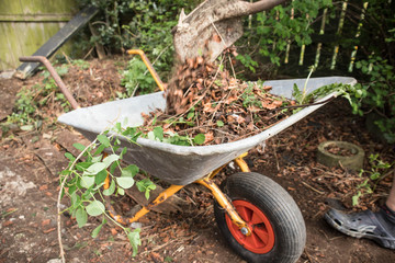 Dead leaves being shoveled into a wheel barrow in a garden