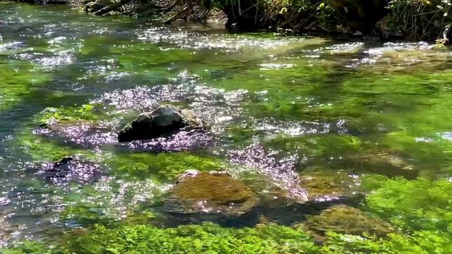 Hasenbach mit klarem Wasser und  gr&uuml;nen Wasserpflanzen, Glastal - Hayingen, schw&auml;bische Alb