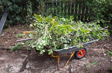 Wheel barrow in a garden piled full with foliage and greenery ready to be moved.