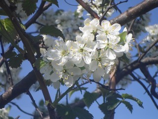 apple tree blossom