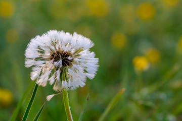Pusteblume Löwenzahn Morgentau Sonne