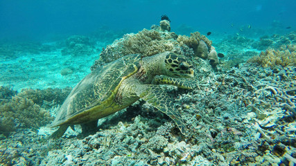 Meeresschildkröte auf Bali