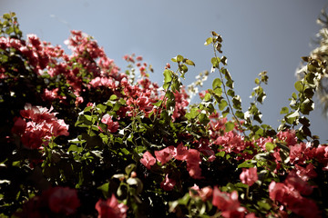 bougainvillea